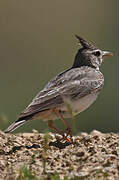 Crested Lark