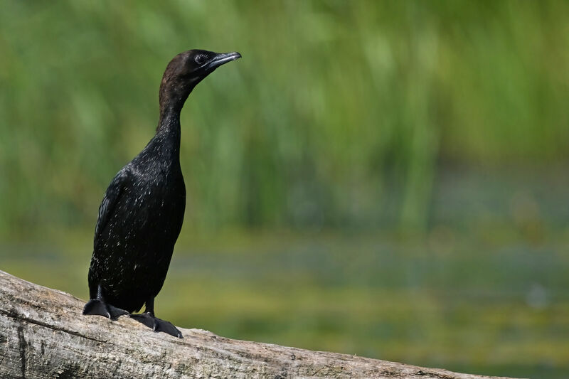 Pygmy Cormorantadult breeding, identification