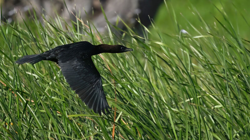 Cormoran pygméeadulte nuptial, Vol