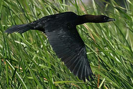 Pygmy Cormorant