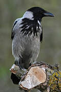 Hooded Crow