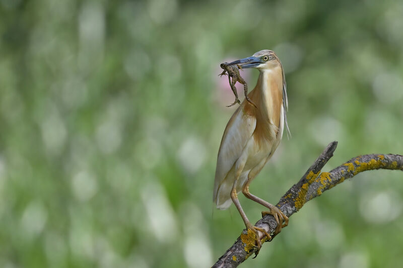 Squacco Heronadult breeding, identification, feeding habits