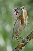 Squacco Heron