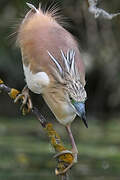 Squacco Heron