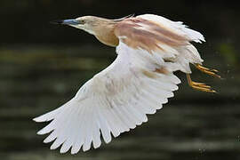 Squacco Heron