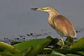 Squacco Heron