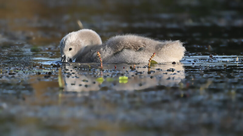 Cygne tuberculéjuvénile, identification