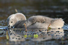 Cygne tuberculé