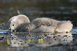 Cygne tuberculé