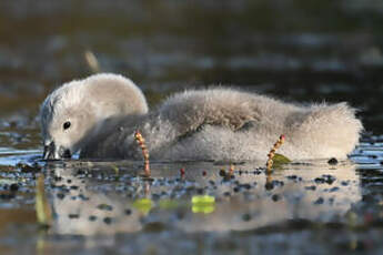 Cygne tuberculé