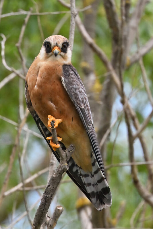 Red-footed Falcon female adult, identification