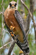 Red-footed Falcon