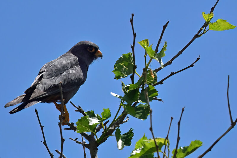 Red-footed Falcon male adult, identification