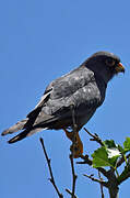 Red-footed Falcon