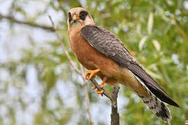 Red-footed Falcon