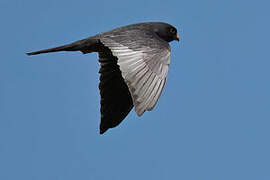 Red-footed Falcon