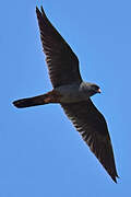 Red-footed Falcon