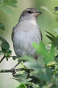 Garden Warbler