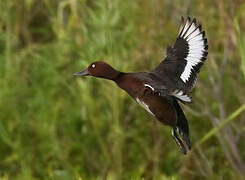 Ferruginous Duck