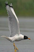 Pallas's Gull