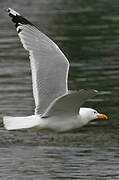 Caspian Gull