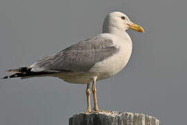 Caspian Gull