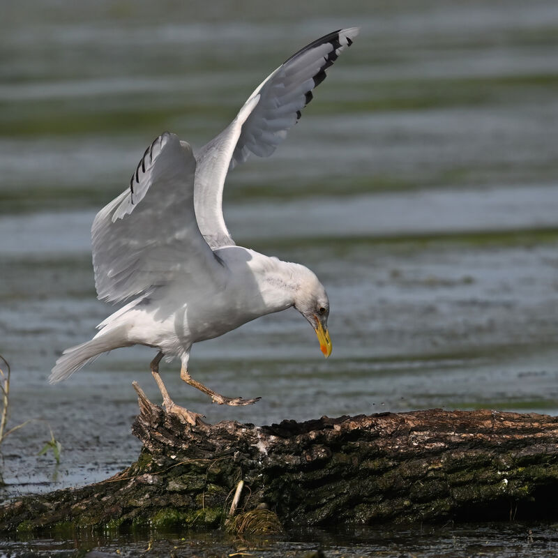 Caspian Gulladult breeding, identification