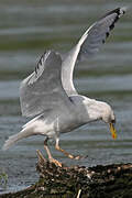 Caspian Gull