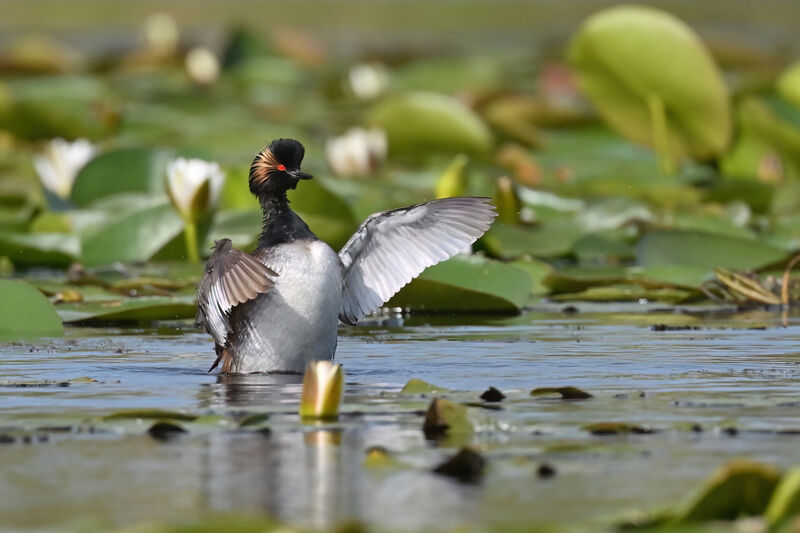 Black-necked Grebeadult breeding, identification