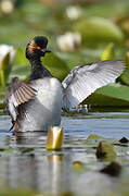 Black-necked Grebe