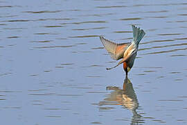 European Bee-eater