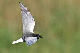 White-winged Tern