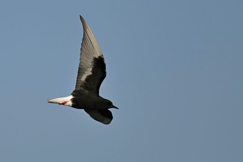 White-winged Ternadult breeding, Flight