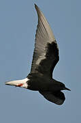 White-winged Tern