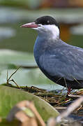 Whiskered Tern