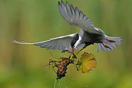 Whiskered Tern