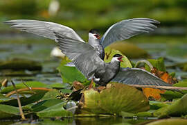 Whiskered Tern