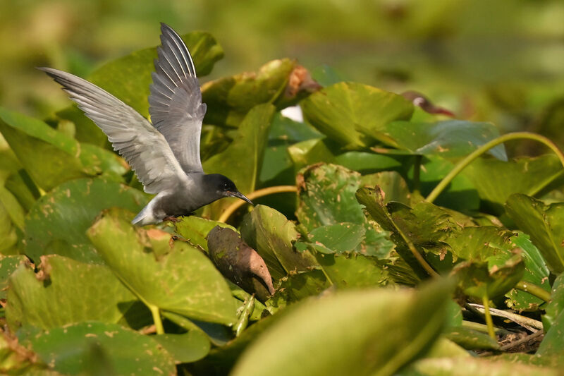 Black Ternadult breeding, identification