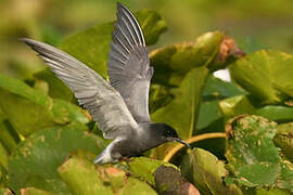 Black Tern