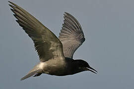 Black Tern