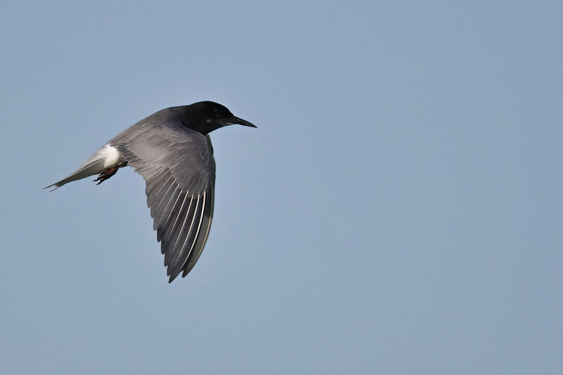 Guifette noireadulte nuptial, identification