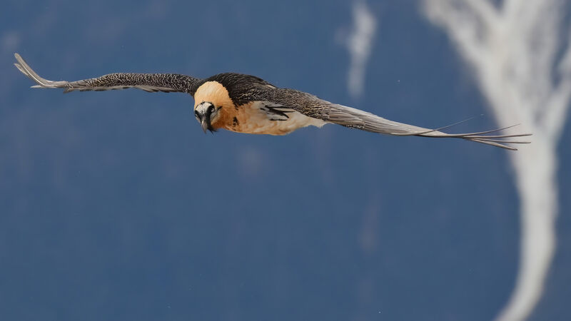 Bearded Vultureadult, Flight