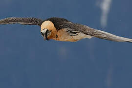 Bearded Vulture