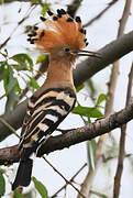 Eurasian Hoopoe