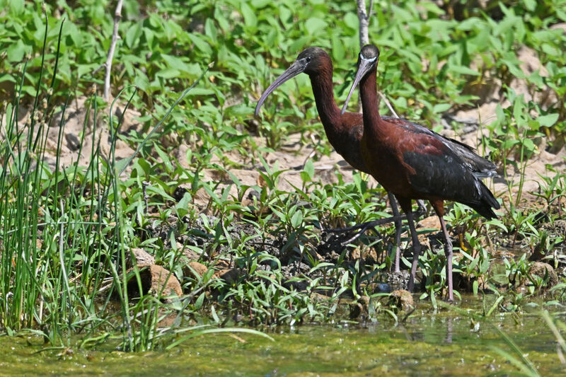 Glossy Ibisadult breeding