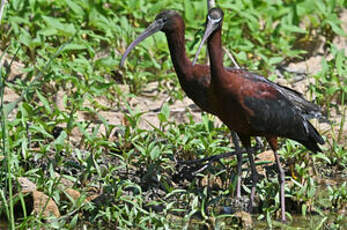 Ibis falcinelle