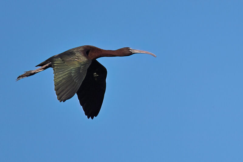 Ibis falcinelleadulte nuptial, Vol