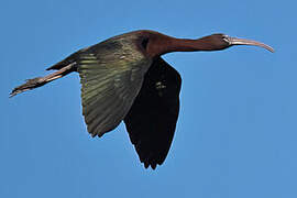 Glossy Ibis