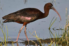 Glossy Ibis