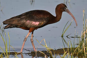 Ibis falcinelle